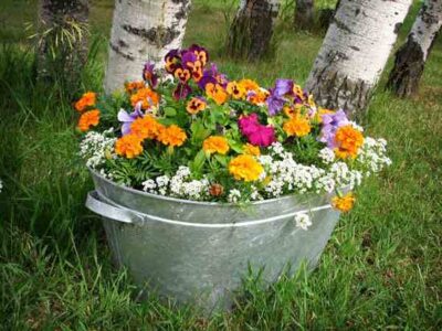 Toilet Bowl Tomatoes and Bathtub Basil Image